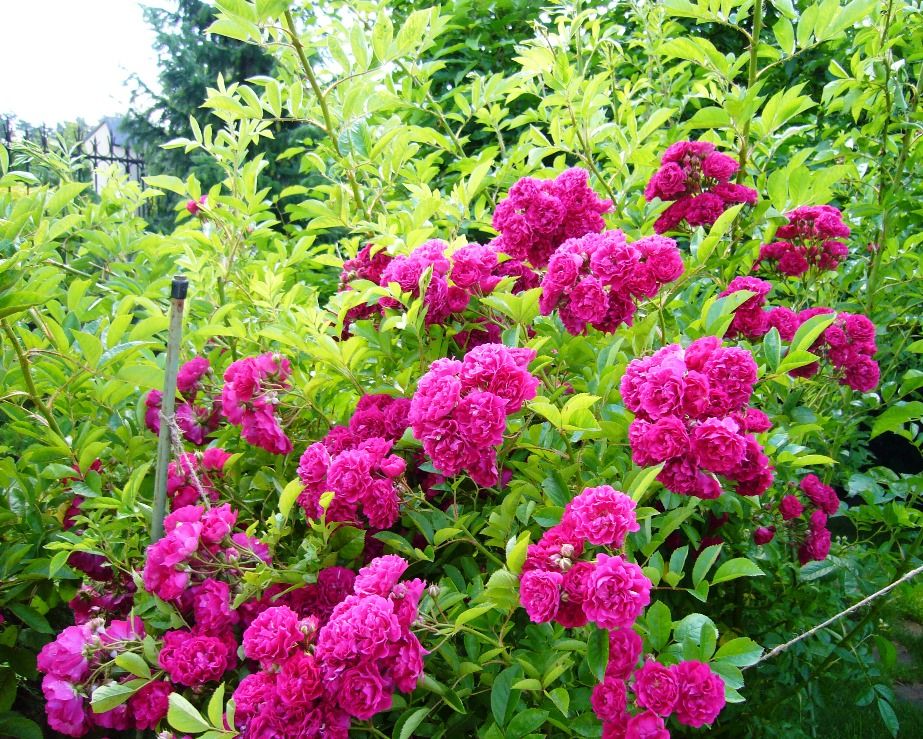 Ливадия на Истре